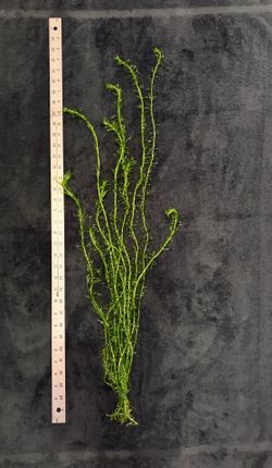 Aquarium plants for fish tank
