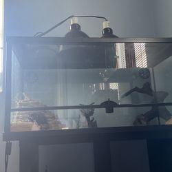 baby Bearded dragon with cage, accessories, Uv light all included for sale for only $200