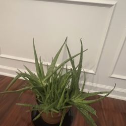 Aloe Vera Plant 