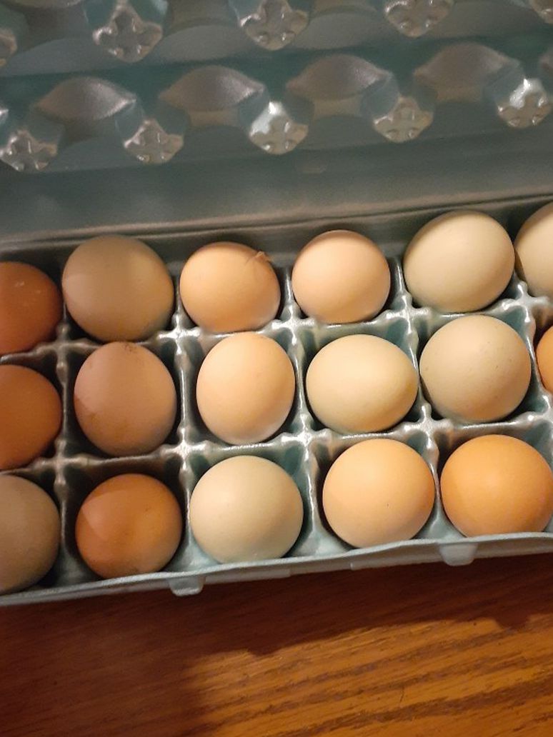 Huevos 100% Organicos