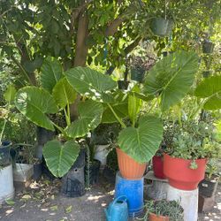 Dos. Plantas De Oreja De Elefante. $30 cada una
