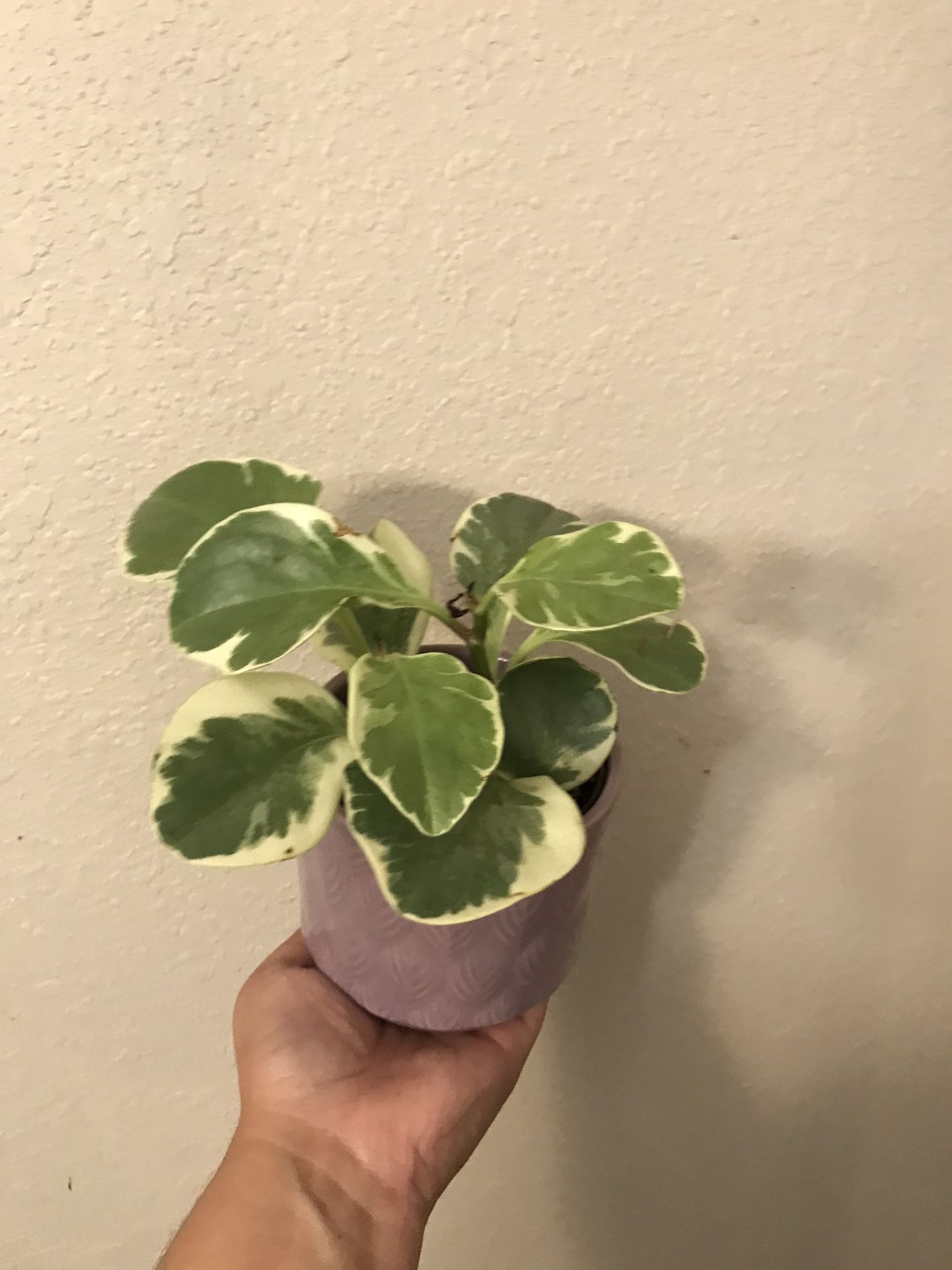 variegated peperomia obtusifolia baby rubber plant