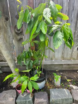 These are avocado trees
