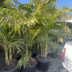 King Palm