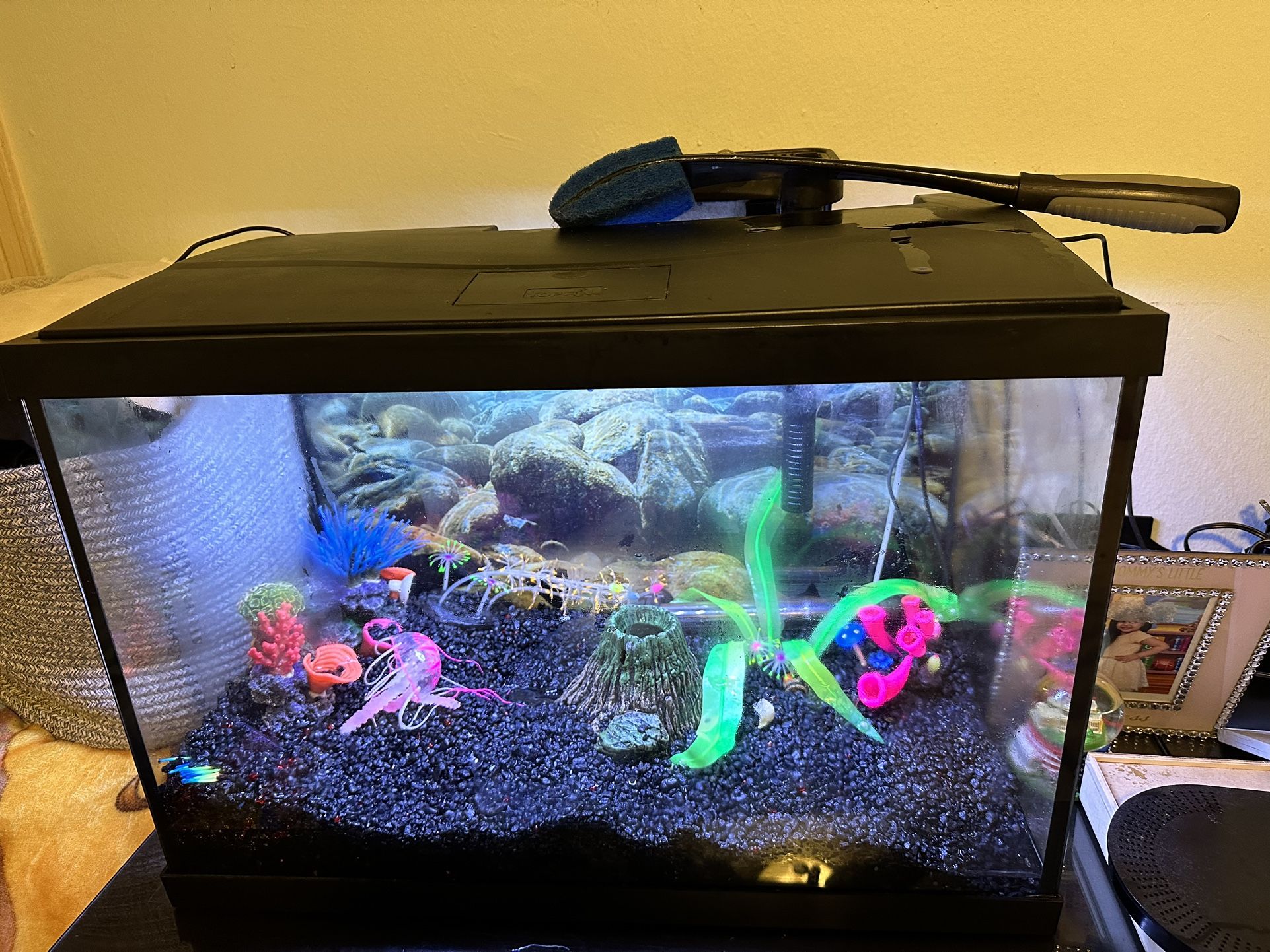 Fish Tank For Sale 