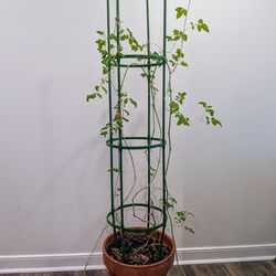 Large Established Cherry Tomato Plant – Fruiting (14” Pot)