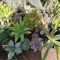 Agaves And Succulents
