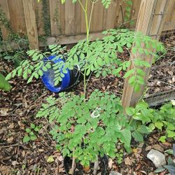 Moringa Trees 