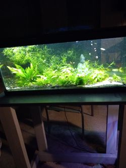 Fishtanks with everything in the pictures  1- 30galons and other is 20galons. Excellent conditions $100 for both..