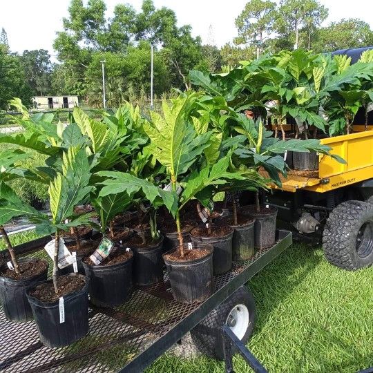 Breadfruit Trees 7gal Arboles De Pana Injertados 7gal