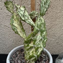 Variegated Prickly Pear Cactus Plant