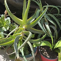 Aloe Vera Plants & Trees