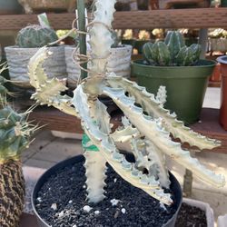 Euphorbia Ghost Variegated Cactus Cutting
