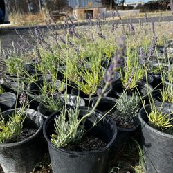Lavender Plants 