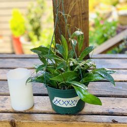 Live indoor Hoya Publicalyx plant in a hanging plastic planter pot—firm price