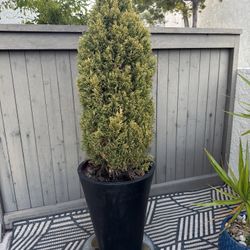 dwarf conifer/arborvitae shrub with Planter 
