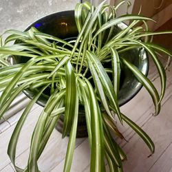 spider Plant In 6inch Pot With Decorative Iron Pot.