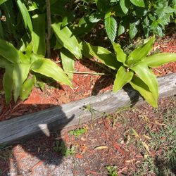 Four Dollars Per Plant