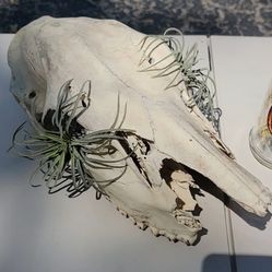 Cow Skull with Plastic Air Plants