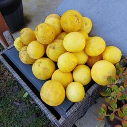 Pomelos