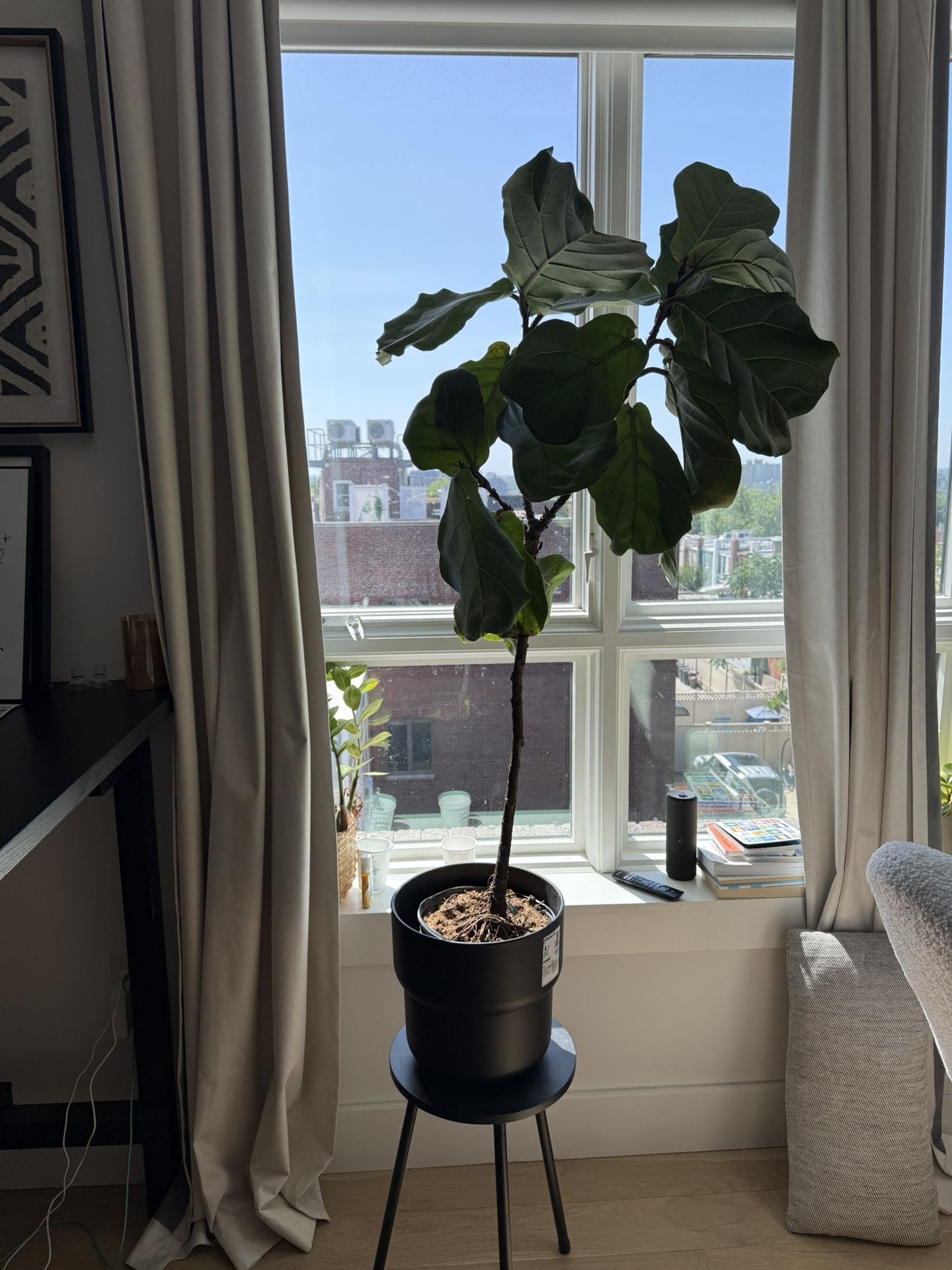 4.5 Ft Tall Thriving Fiddle Fig Plant