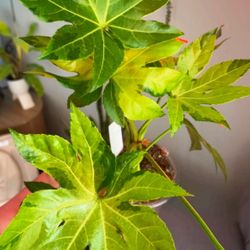 Fatsia Japonica Variegata 'camouflage' 4 Inch Grower x2