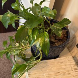 Pathos Plant With Vase Planter