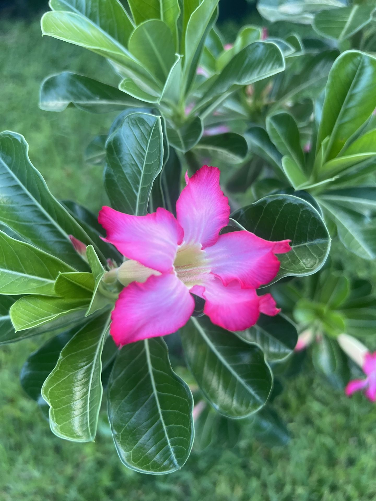 DESERT ROSE (1 Gallon Pot) Beautiful Flowers, Increase Your Collection And Inspire Others