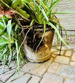 Rustic Flower Pot