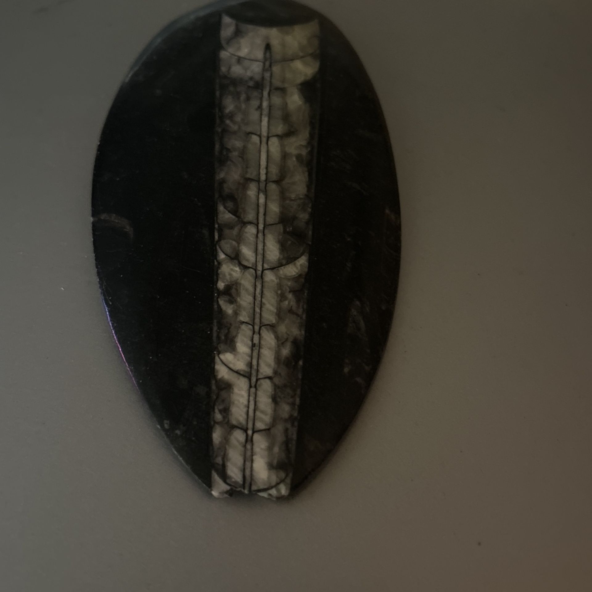 Large Reptile Fossil Obsidian, Very Rare.