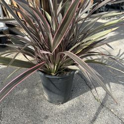 Pink New Zealand Flax Plant