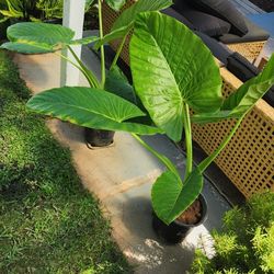 Elephant  Ear  Plants