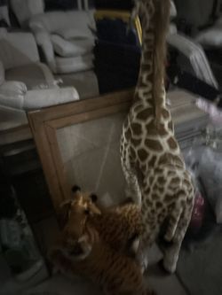 Large Giraffes