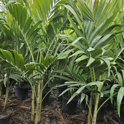 crhistmas Palms over 6 to 7 feet tall Instant Privacy Hedge For fence