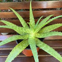 Big Aloe Vera 🪴in one gallon plastic pot. 