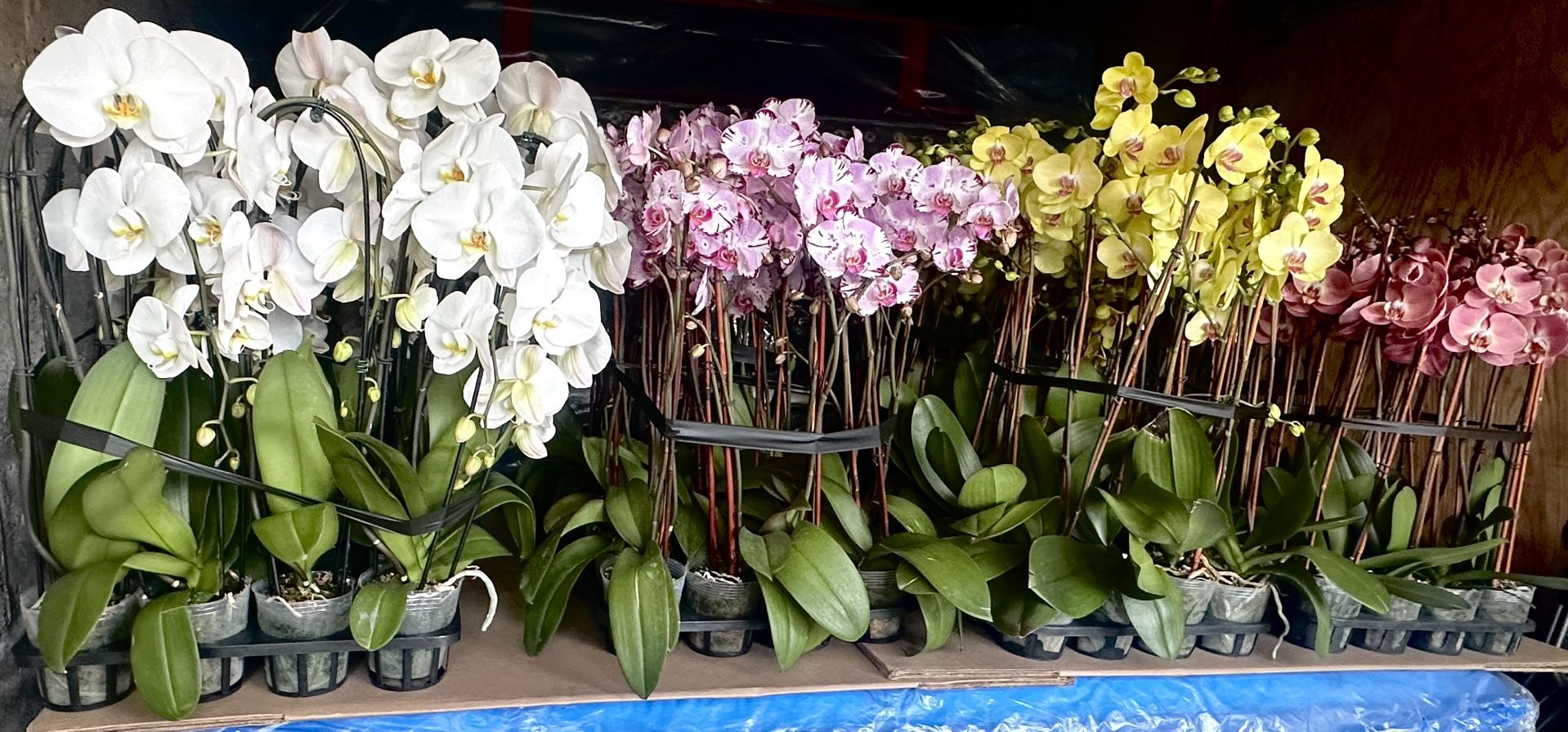 Orchids For Mother's Day