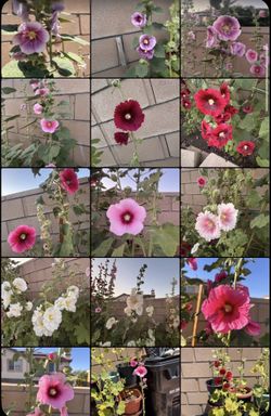 Plantas De Venta Con Varios Colores 