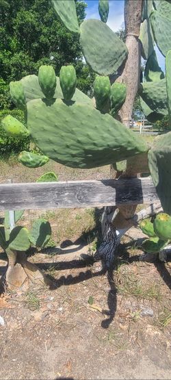 Cactus fruit