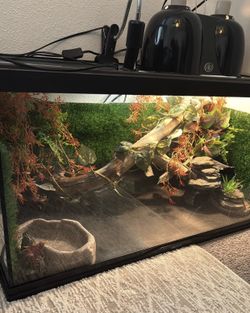 Bearded dragon 40 Gallon Terrarium