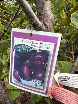 King pluot tree 25gal