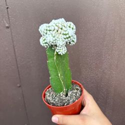 4” grafted cactus