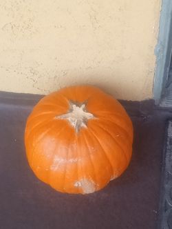 Pumpkin- Calabasa