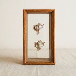 Framed Seashell Shadow Box Display