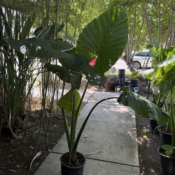 ELEPHANT EAR PLANT