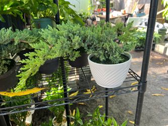 Juniper bonsai in 6” pot. SPECIAL PRICE 🤩