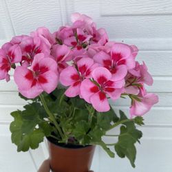 Rare Geranium Outdoor Plant, In Full Bloom Is In 6 Inch Pot Pick Up Only