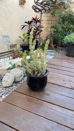 Small Pot Of Succulents