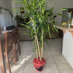 Dracaena Tree Plant 