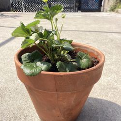 Organic Strawberry Plant In Pot Planter Fresa