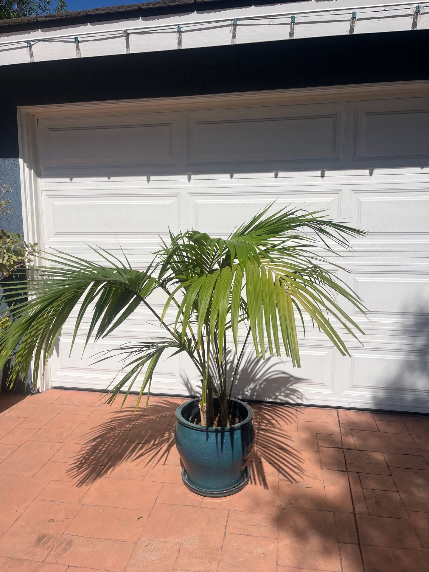House plant with Vase / Plant